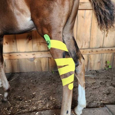 Ontario Equine - Kinesiology Taping