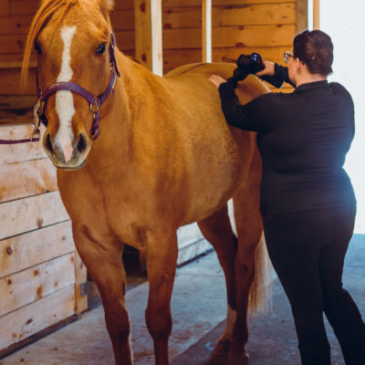 Ontario Equine - Equine Massage Therapy